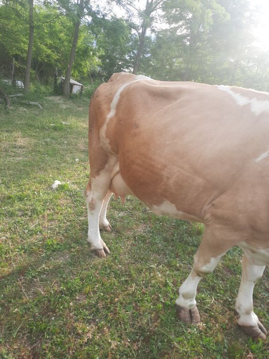 Vaca baltata  de vanzare