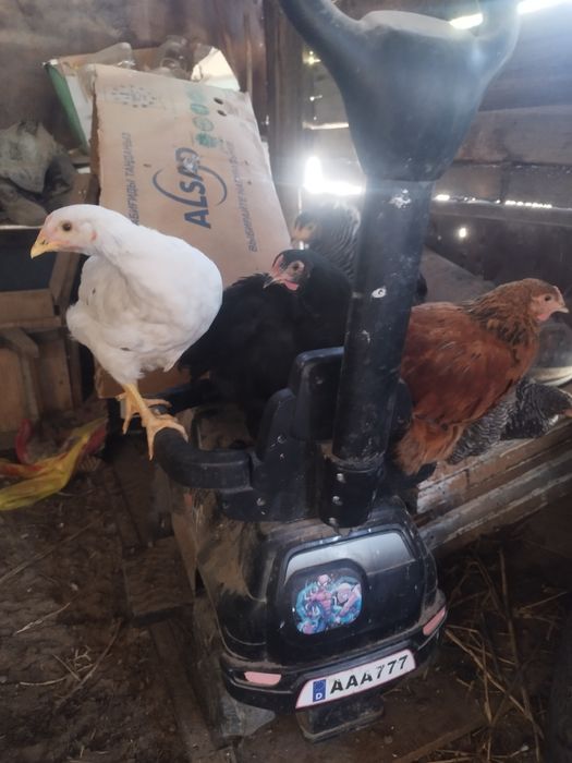 Продам подрошенных цыплят