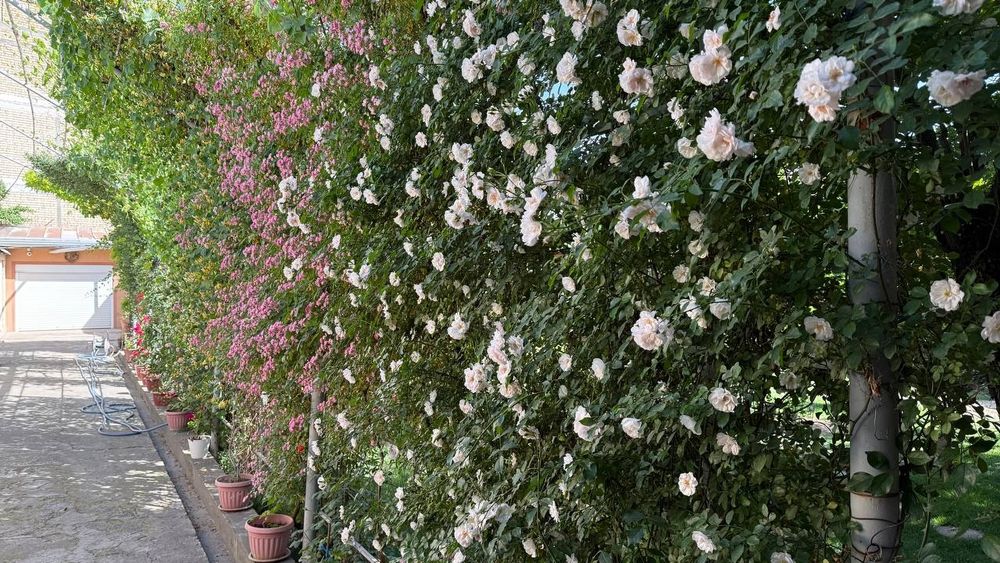 Уй сотилади участка 11.54 сотих Юнусобод туманида