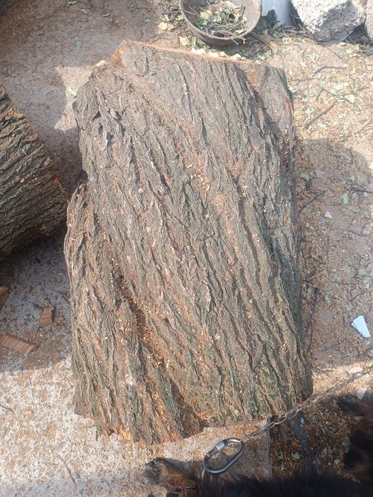 Пеньки, двова, ветки. (Урюк). Новый