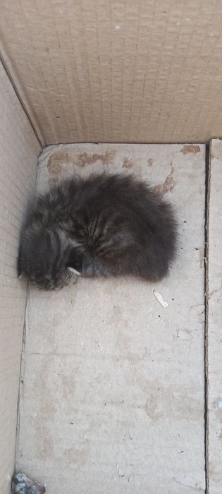 Mushuk bolasi tekinga