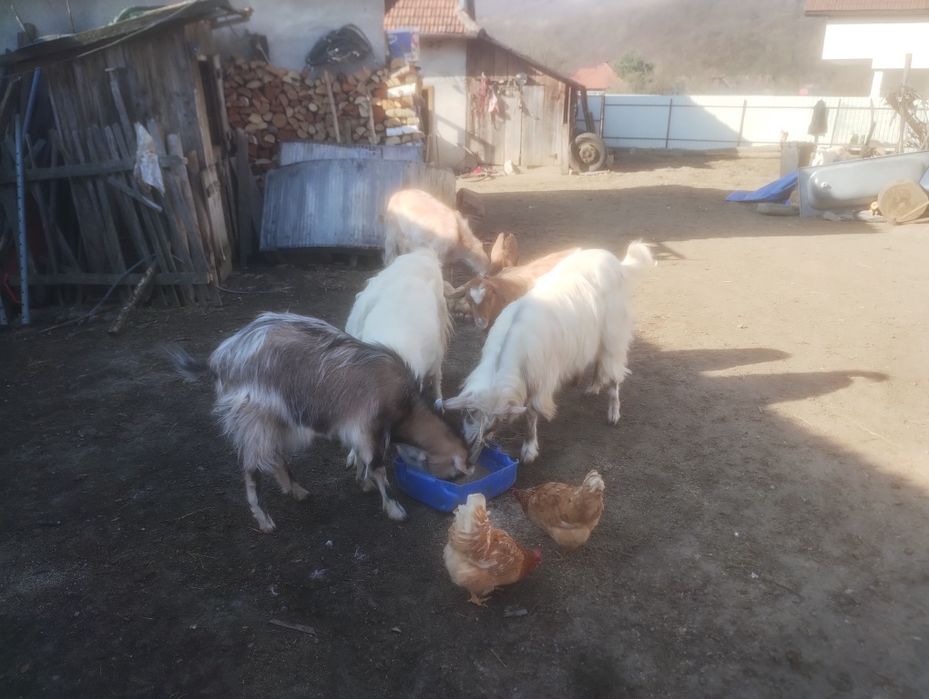 capre de vinzare mai multe detalii la telefon