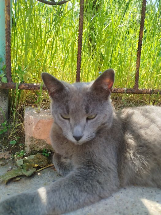 Mushuk qiz bola aqili
