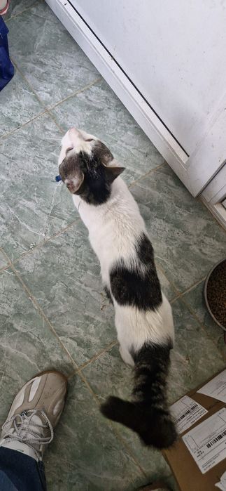 De adoptat motan bland varsta 1 an