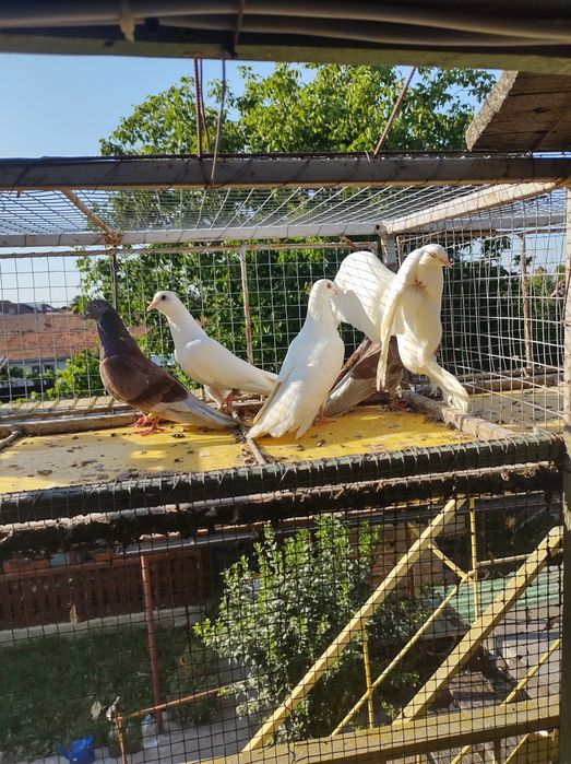 Porumbei Tippler Englez și Ciung de Ploiești