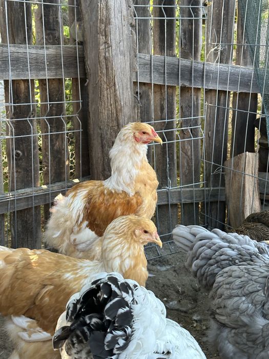 Brahma lemon tineret