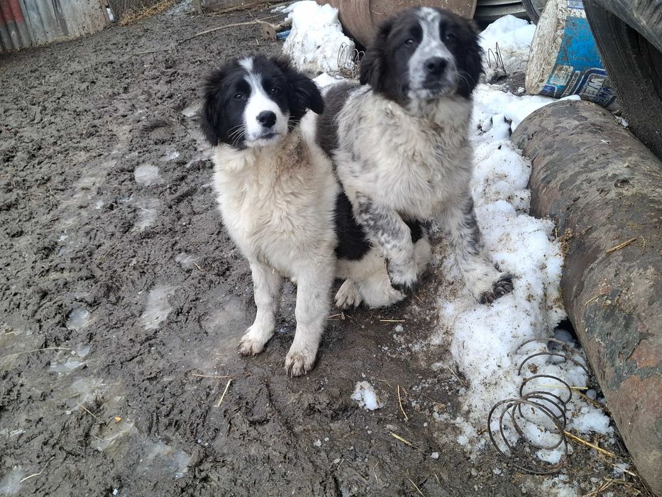 Catei ciobanesc de bucovina, un baiat si o fata