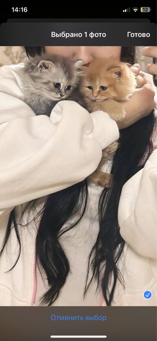 Котяты турк ангори шиншилла страйт