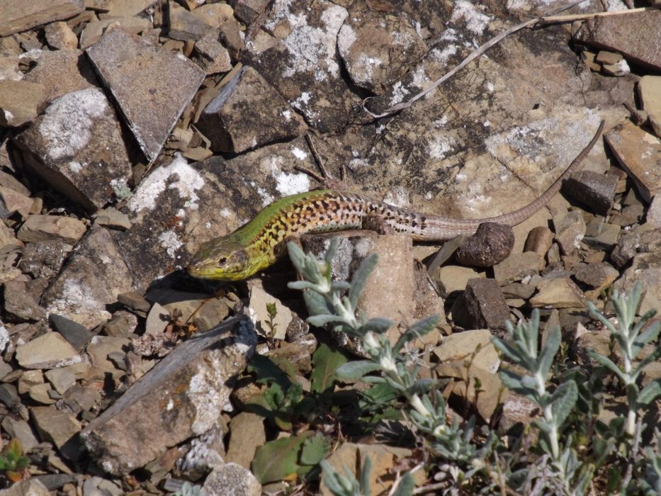 Фотоапарат Fujifilm finepix S4200