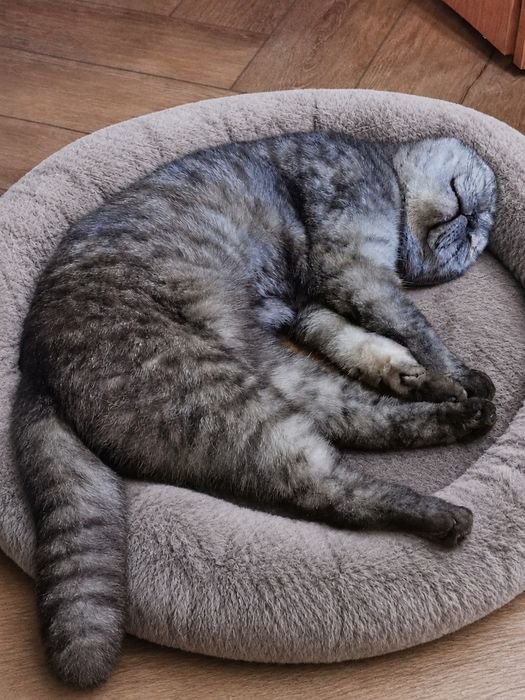 Кошечка Молодая кошка