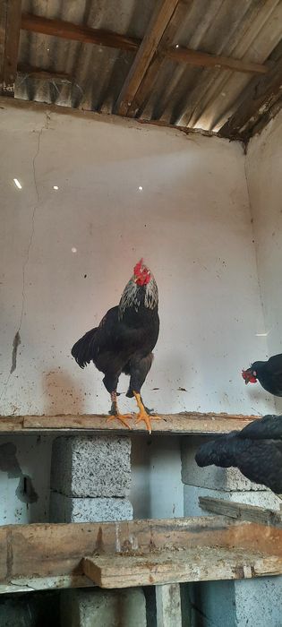 Rangli xorozlar tabiy ochirilgan incubator emas