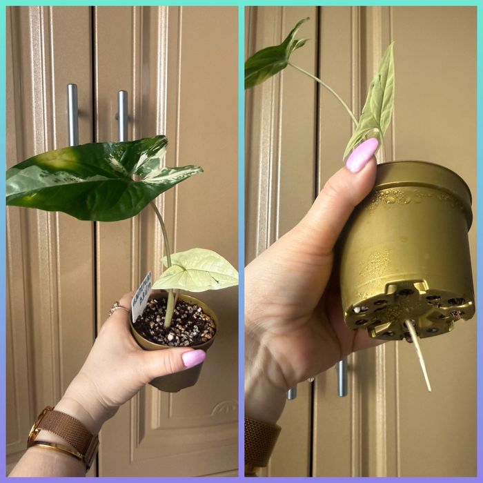 Сингониум  Империал Уайт