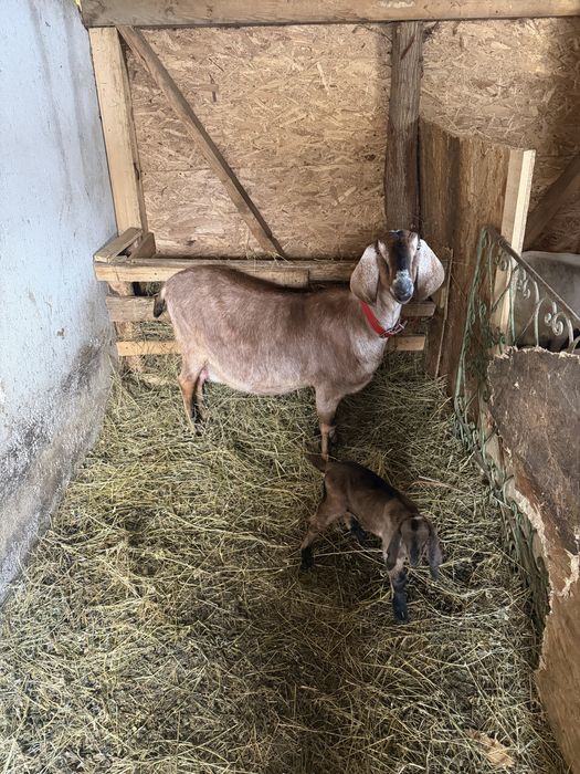 Capră anglonubian cu iedută