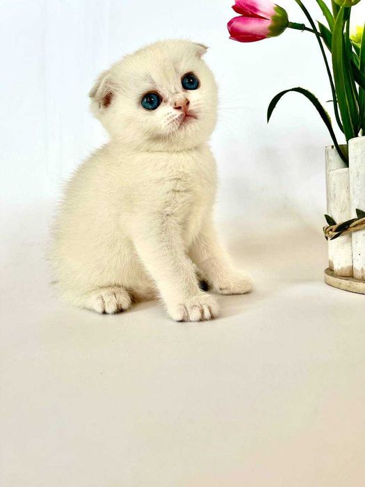 Шотландские котята вислоухие и прямоухие, золотой окрас, светлые