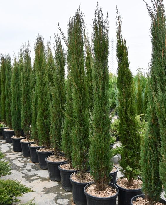Vand plante ornamentale