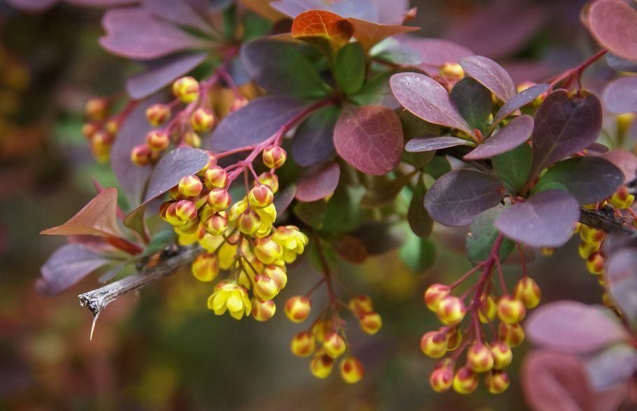Барбарис тунберга