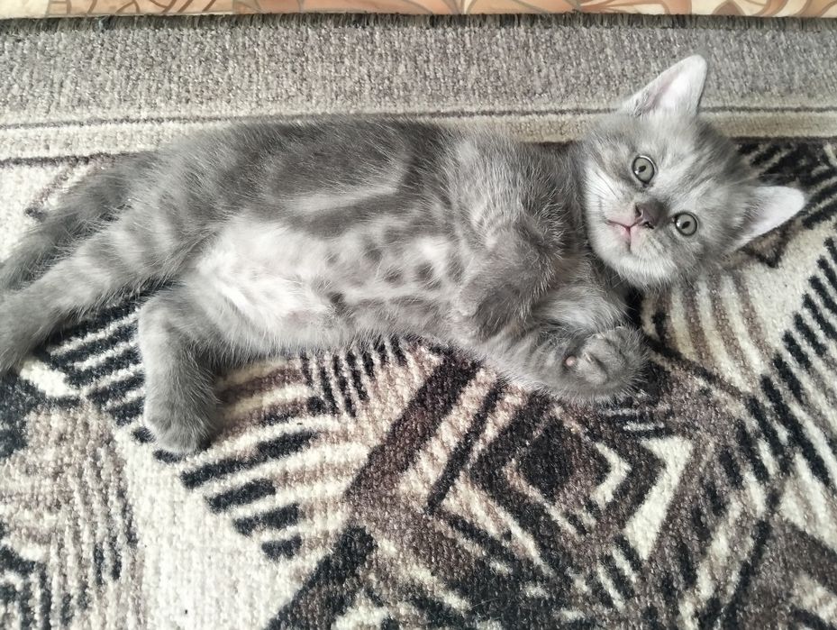 Продам котят месяц и неделя им