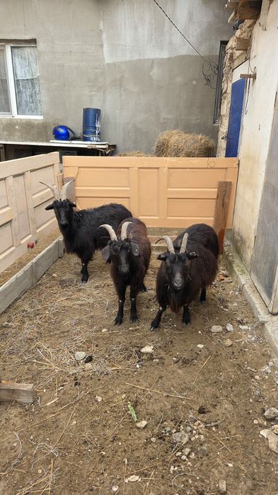 Ешкилер сатылады