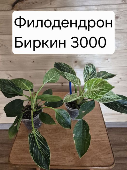 Продам комнатные цветы