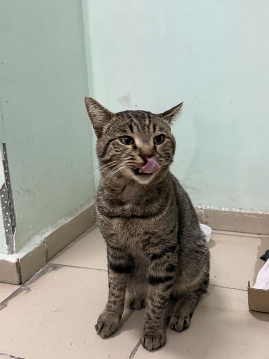 Котик в добрые руки