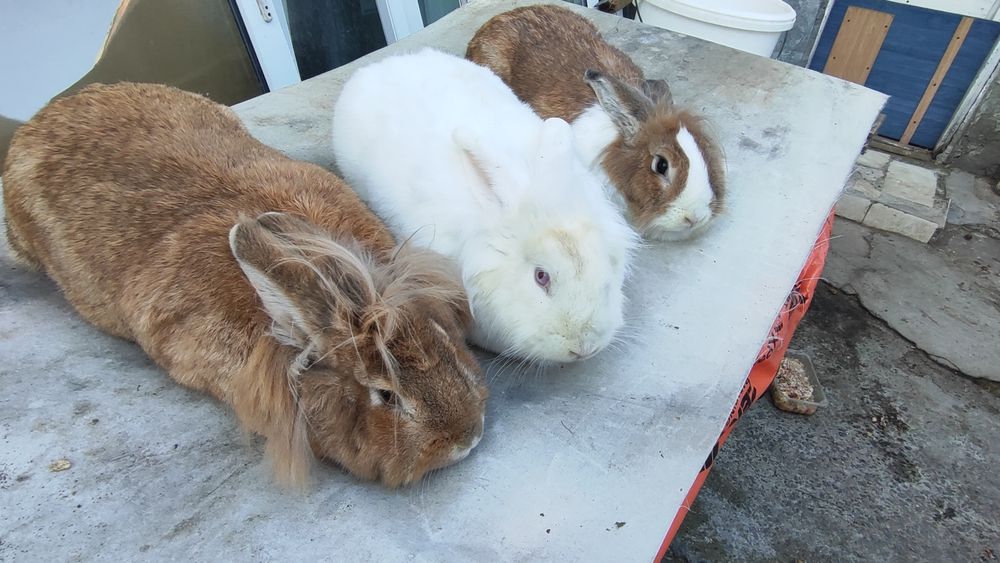 Iepuri Angora, Cap de Leu & Belgian