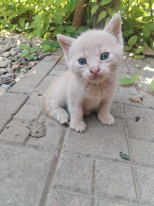 Donez pui de pisica cuminti si foarte frumosi