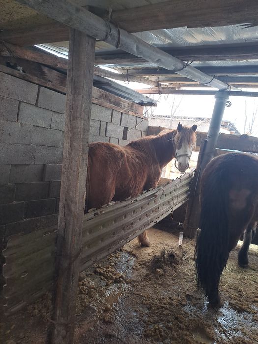 Семіз туу биелер сатылады