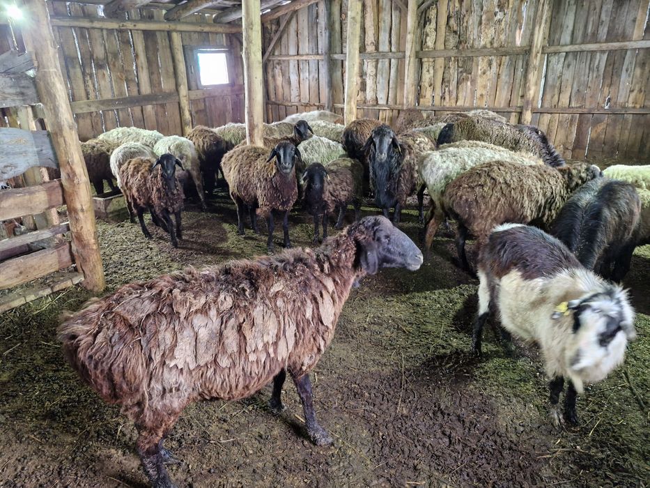 Продаётся бараны