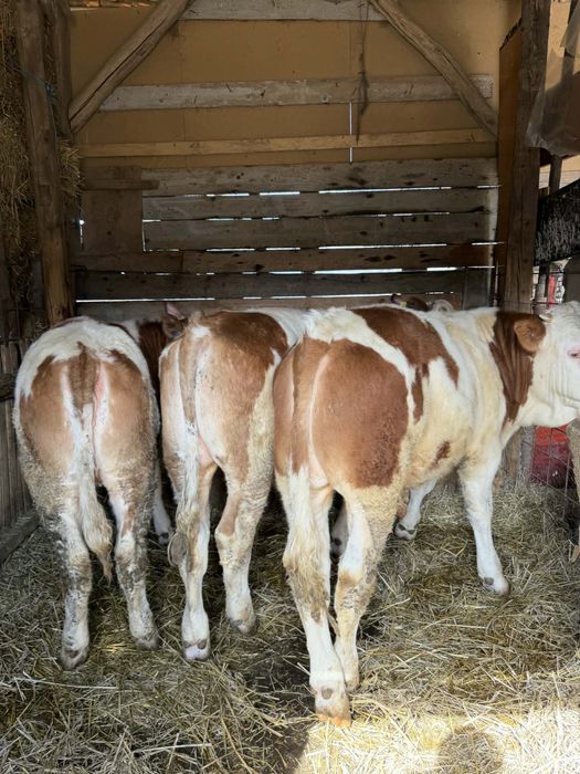 De vânzare  viței bălțați