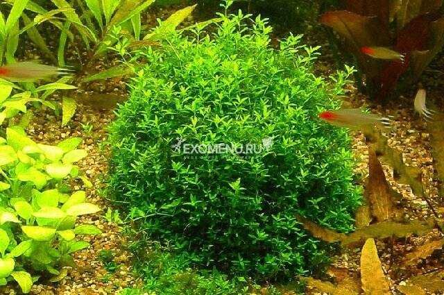 Аквариумное растение Микрантемум микрантемоидес