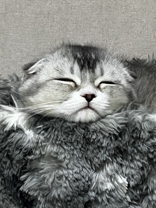 СКОТИШ ФОЛД! Мальчик ! Низкая цена