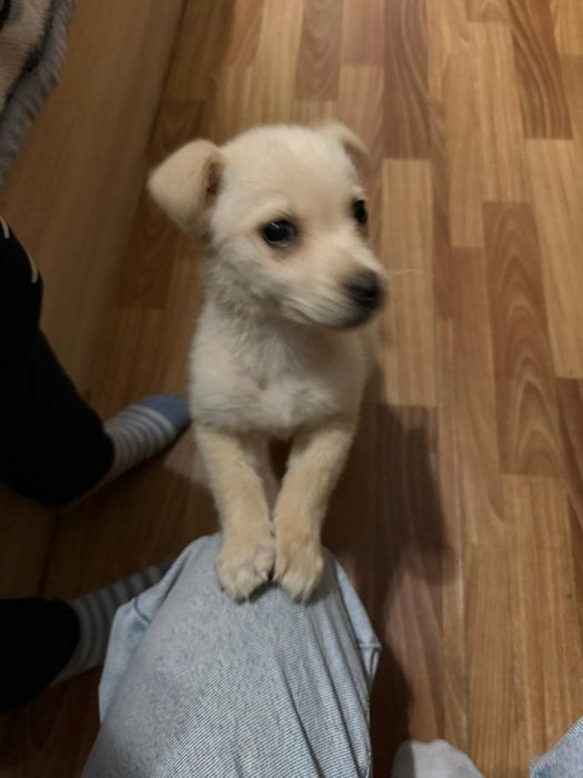 отдам щенка в добрые руки