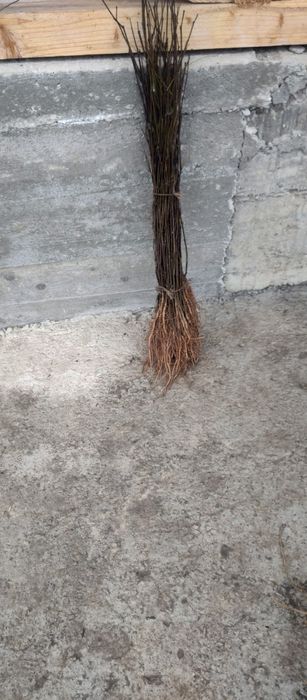 Puieti salcâm frasin fag carpen ulm plop mesteacăn brad molid Tei arin