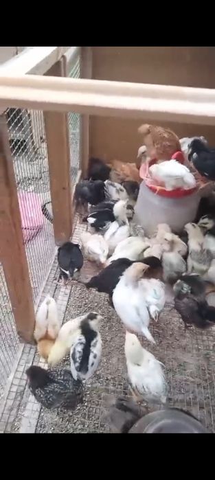 Цыплята, Адлер.,