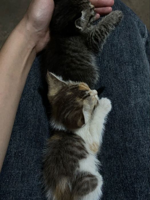 Отдаем котят в добрые руки