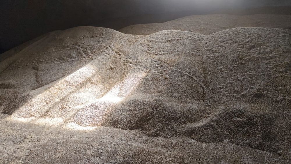 Мақсары ұрық сатылады