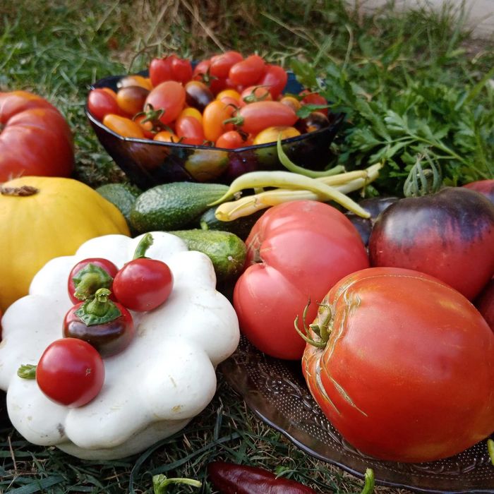 VAND seminte de tomate mari traditionale, legume crescute natural