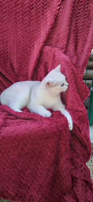 Pui pisica british shorthair chinchila silver