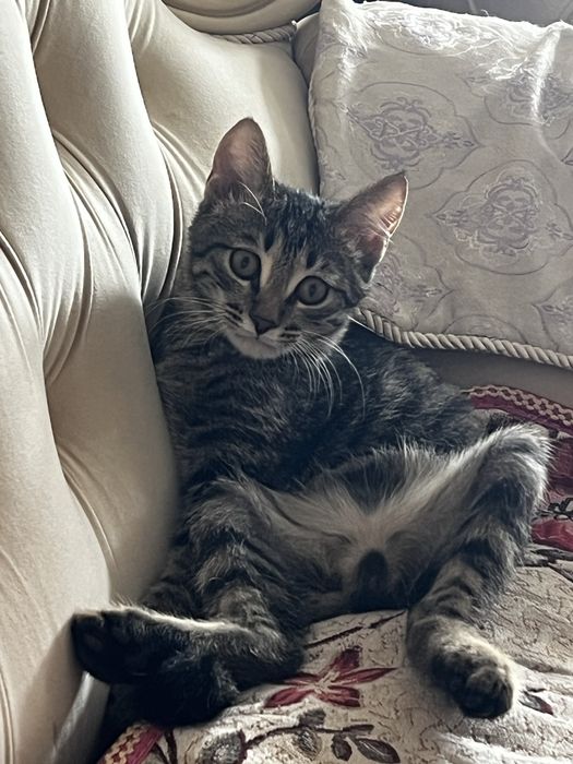 отдам     кошку