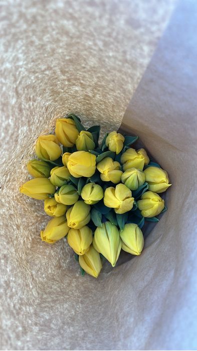 Голландские тюльпаны оптом