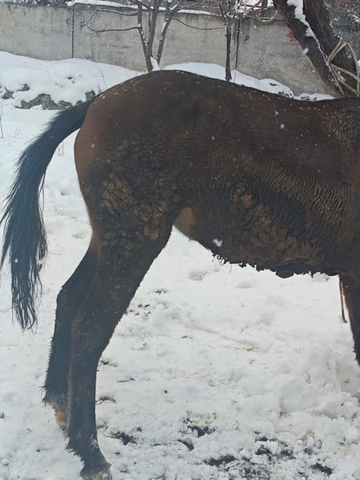 Сельхоз животные