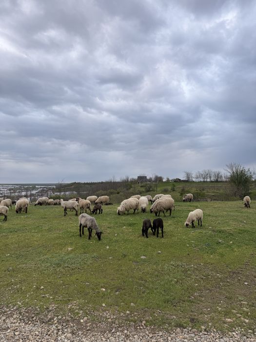 Vand oi carabase si turcane