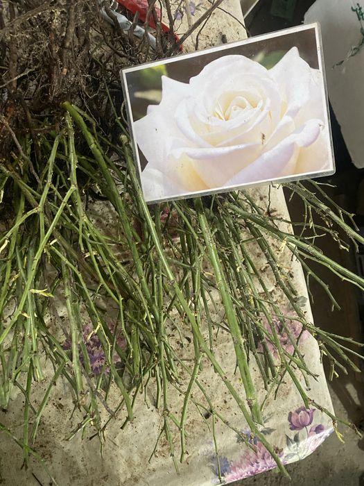 Роза көшеттері..