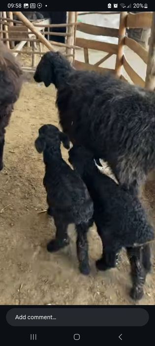 Qurbonlikka bogaman deganlar uchun qoylar sotiladi