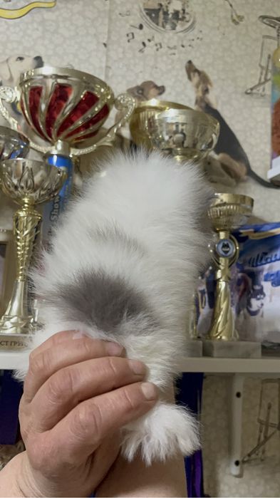 Шпиц девочка с документами