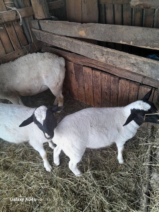 Berbec Dropper de vânzare , miei Dropper de vânzare