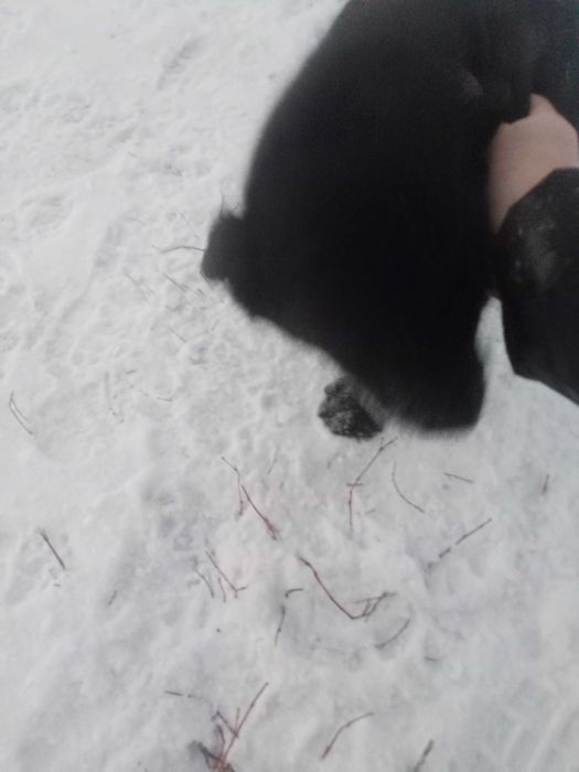 Щенок лабрадора ретривера