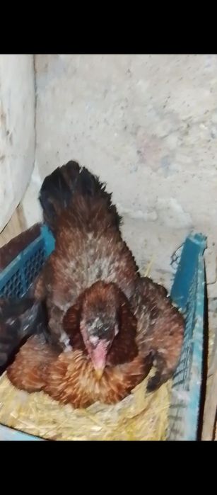 Курик тауык сатылады