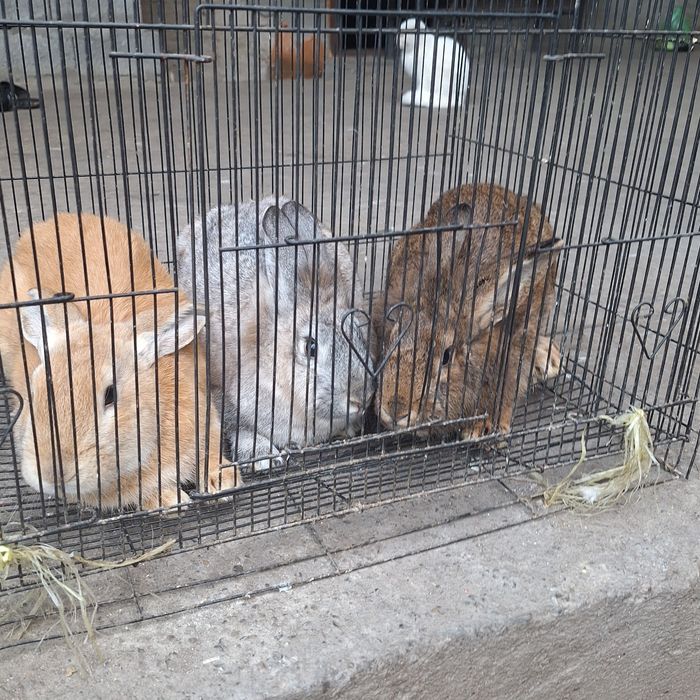 Взрослые  кролики продаётся