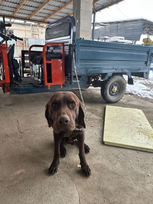 Лабрадор ретривер